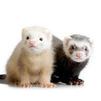 Ferret Supplies category thumbnail